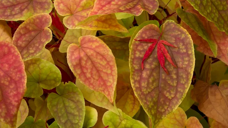 Horny Goat Weed benefits and icariin research